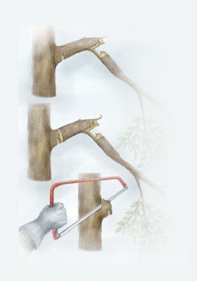 pruninglargebranch-229